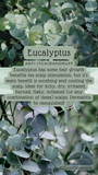 Hair Potion + Eucalyptus Oil