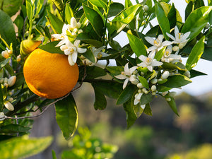 Neroli Roller